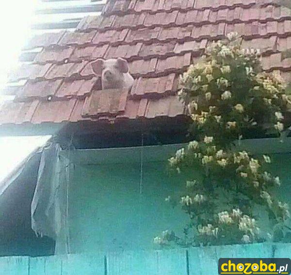 Witam