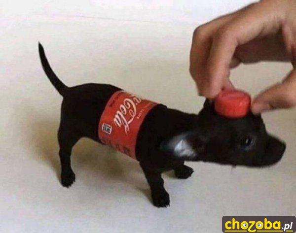 Pies z Coca-Coli