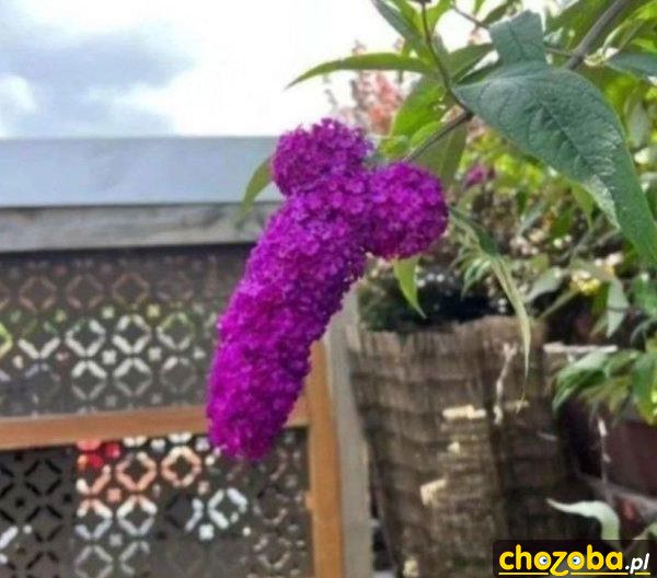 Chujowy kwiatek