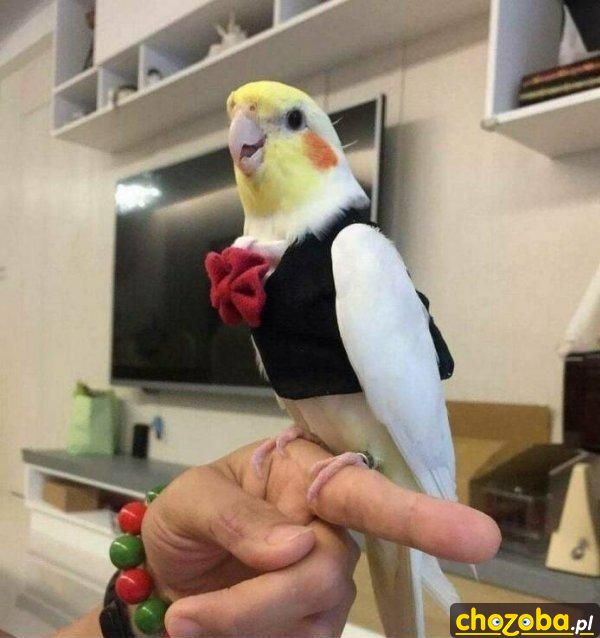 Elegancka papuga