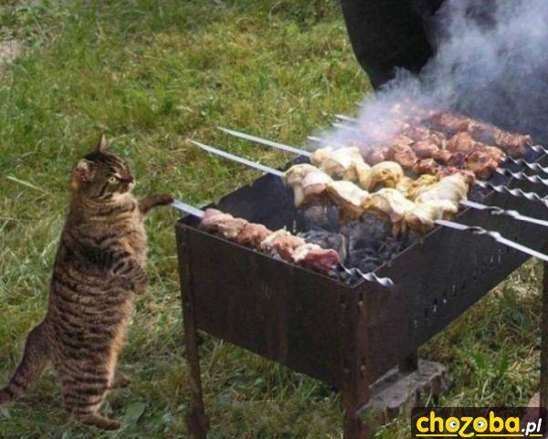Kot na grilu