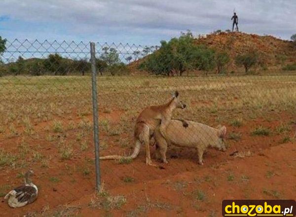 Tymczasem w Australii