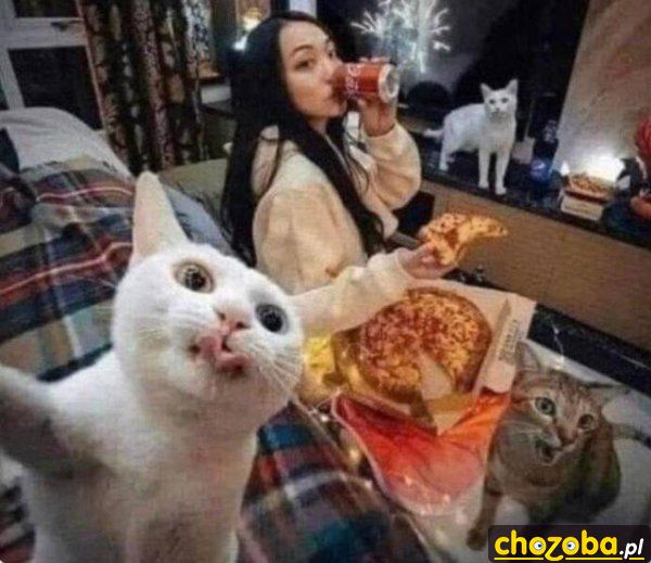 Kot robi selfie