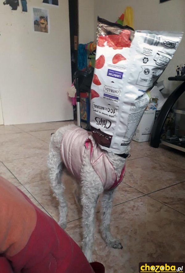 Pies je chipsy