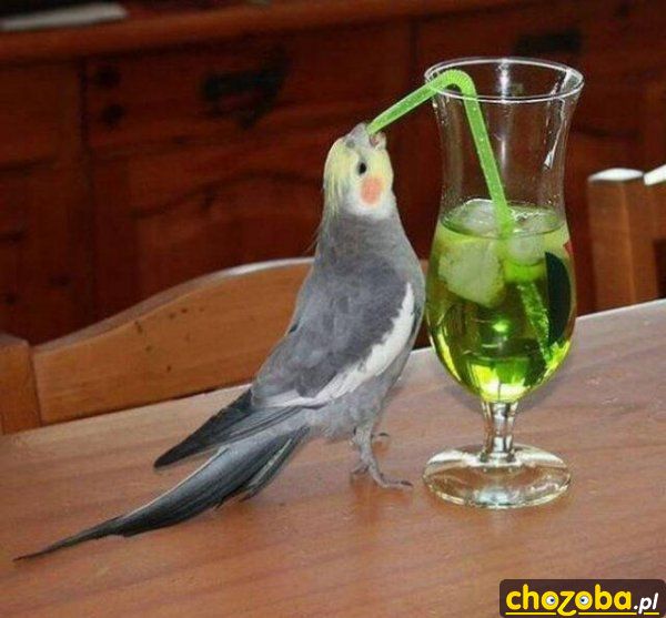 Papuga na drinku