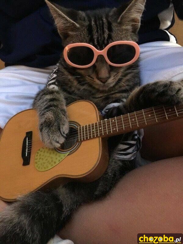 Kot gitarzysta