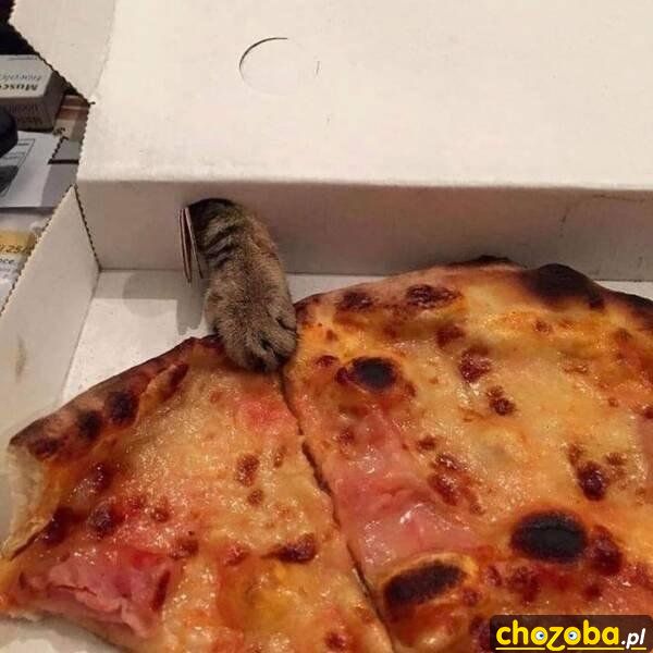 Kot i pizza