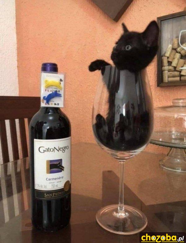 Kot i wino