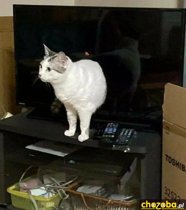 Kot z telewizora