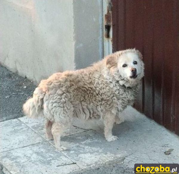 Owieczka