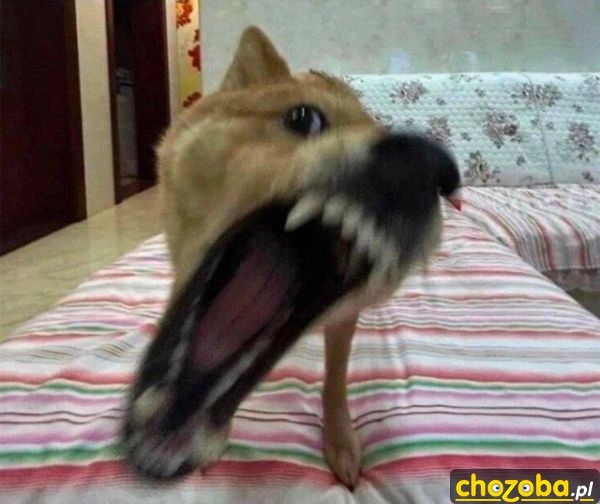 Aaaa!