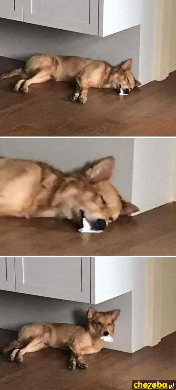 Padnięty pies