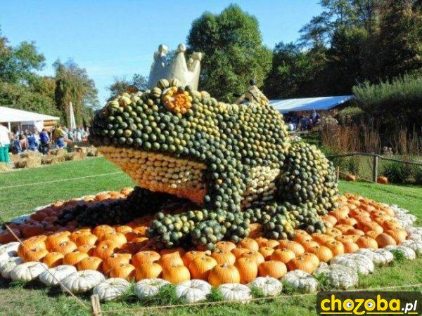 Żaba