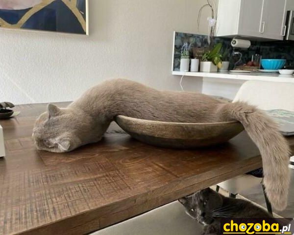 Wężowy kot