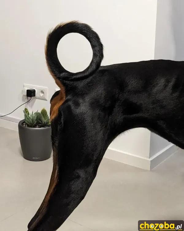 Zakręcony ogon