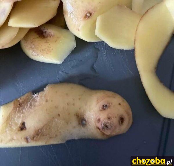 Foczka