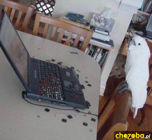 Papuga przy laptopie