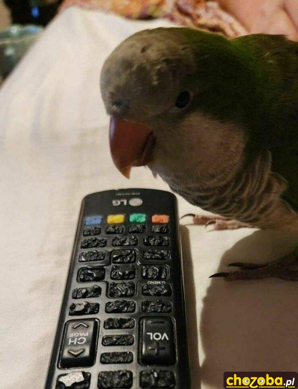 Papuga z pilotem