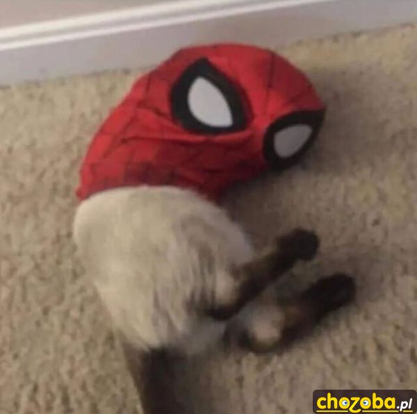 Spider-Cat