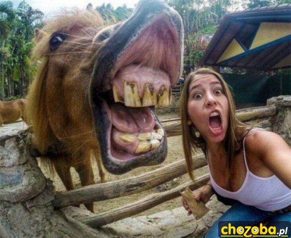 Selfie z koniem
