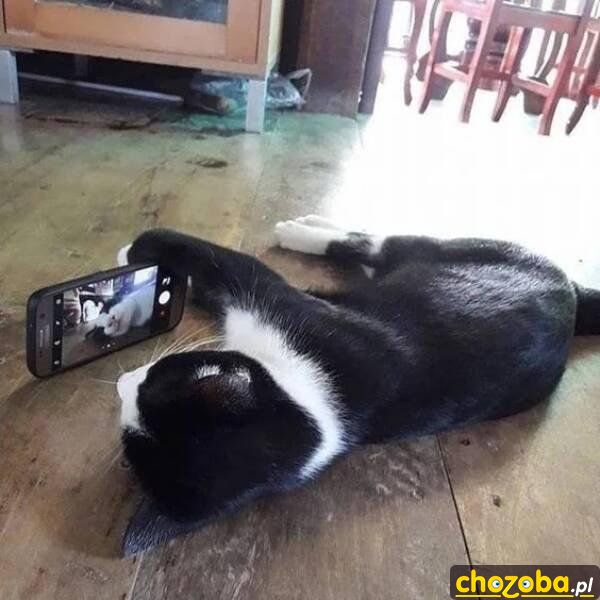Kot robi selfie
