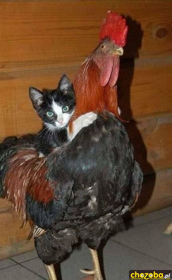 Mama kura