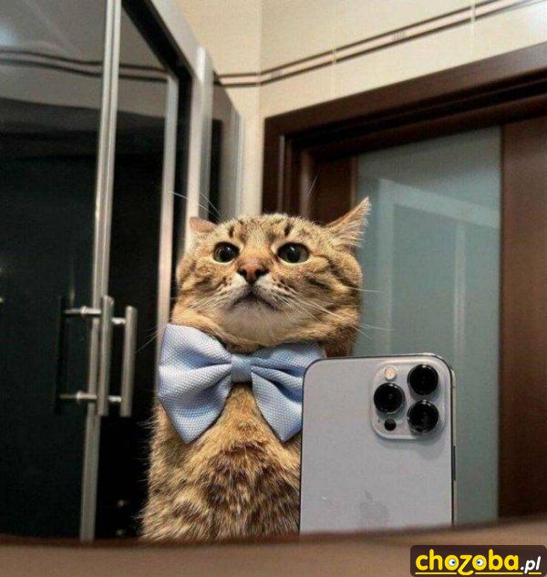Kot robi selfie