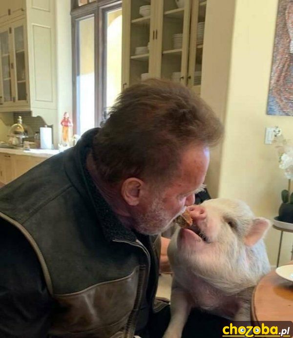 Schwarzenegger ze świnką