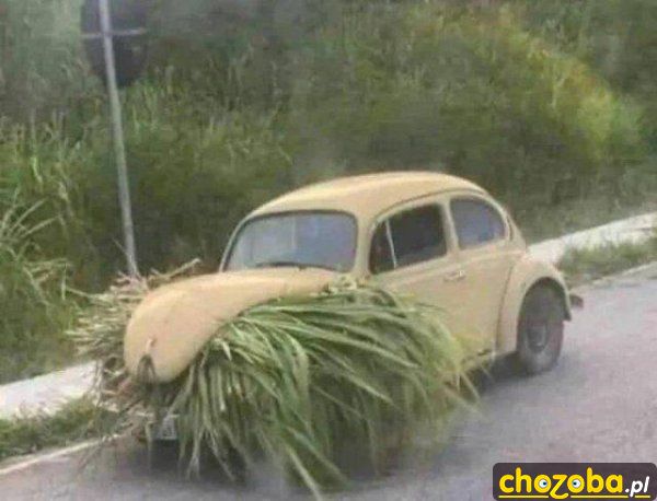 Garbus jedzący trawę