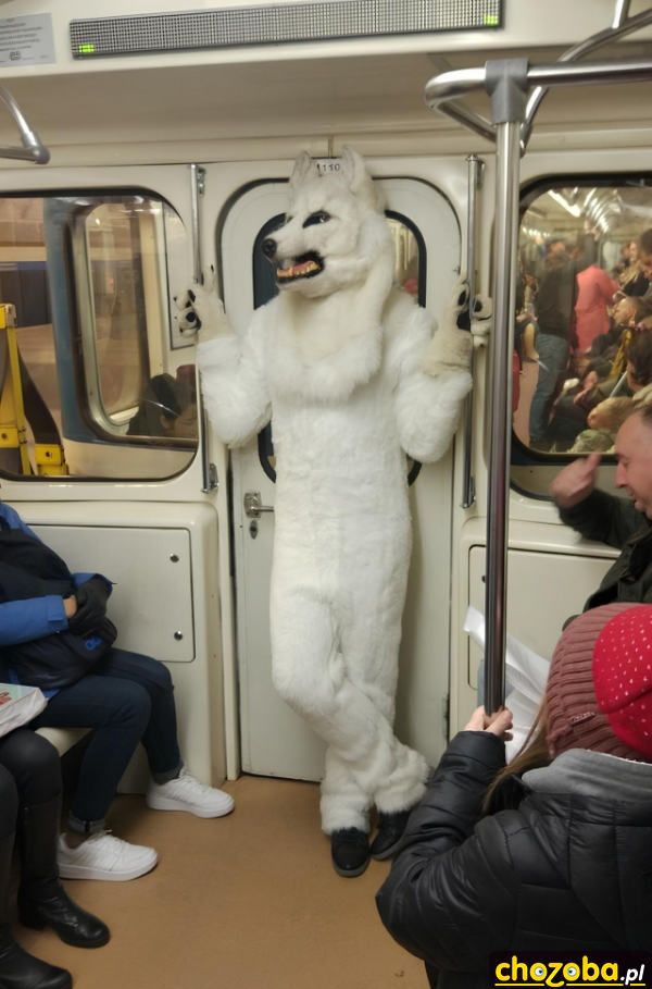 Wilk w metrze