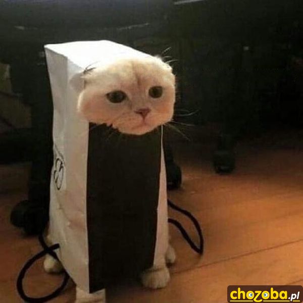 Kot torebkowy