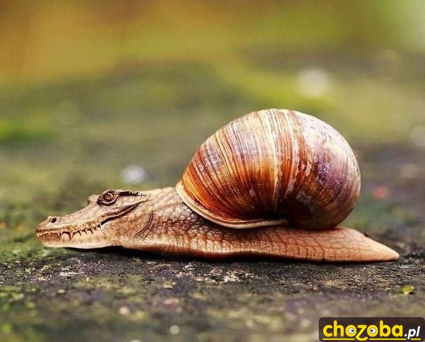 Nowy gatunek ślimaka