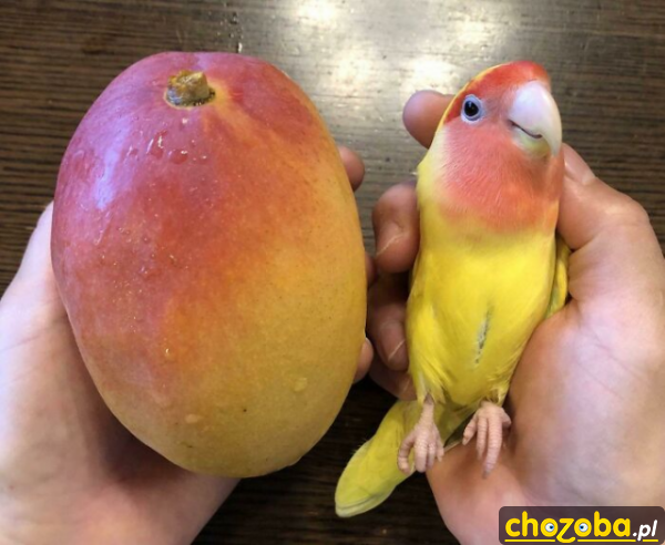 Papużki