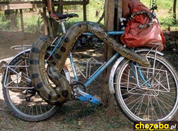 Wąż na rowerze