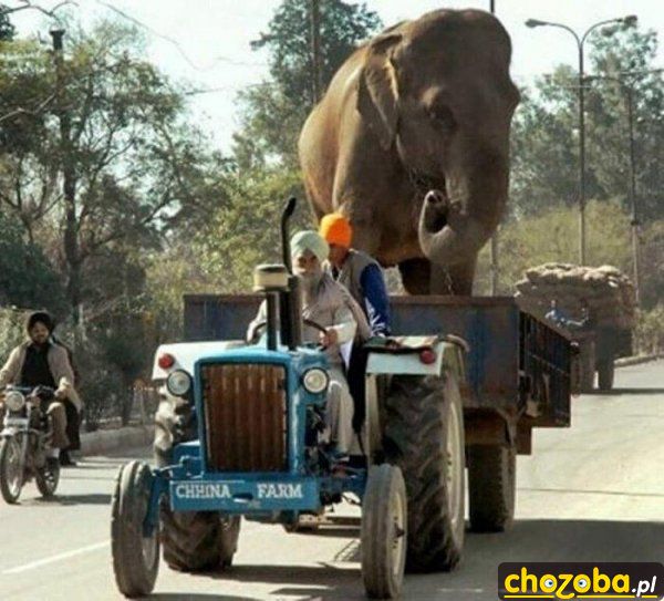 Słoń jedzie