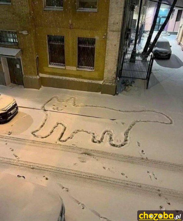 Kot na śniegu