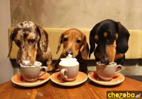 Psy na kawie