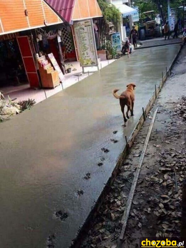 Pies na spacerze