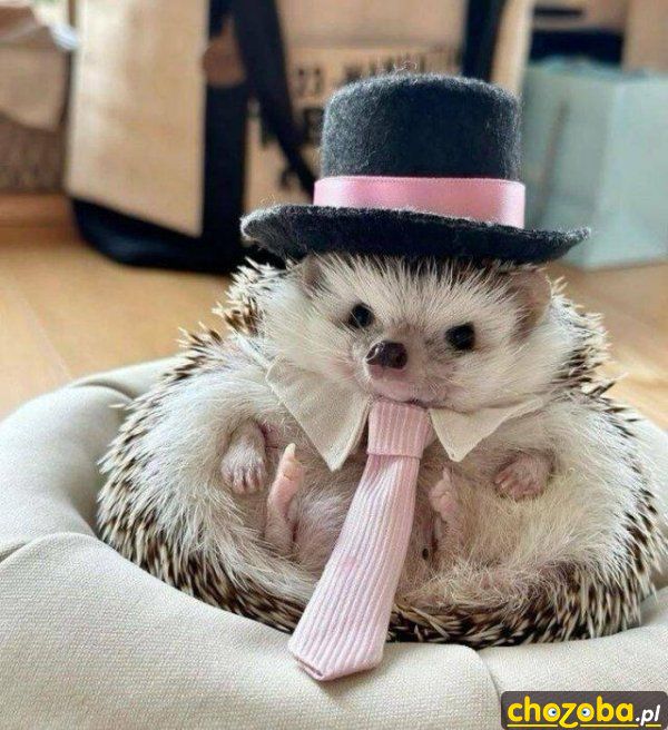Elegancki jeż