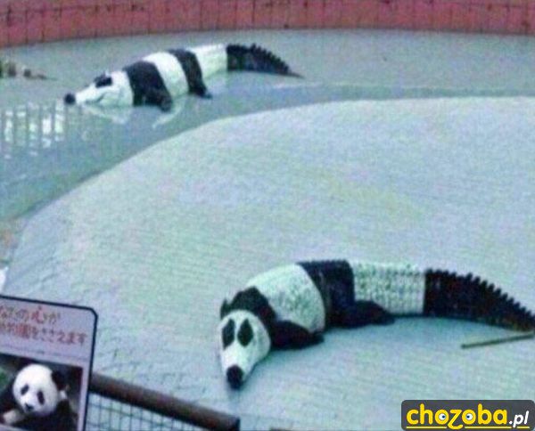 Oszukana panda