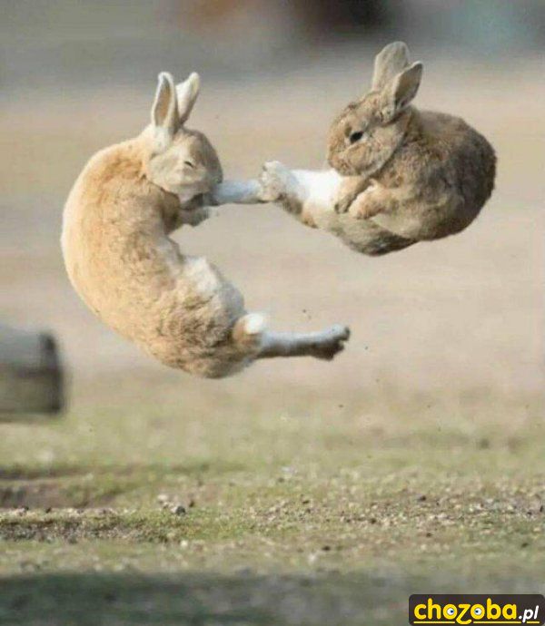 Kung-Fu zające