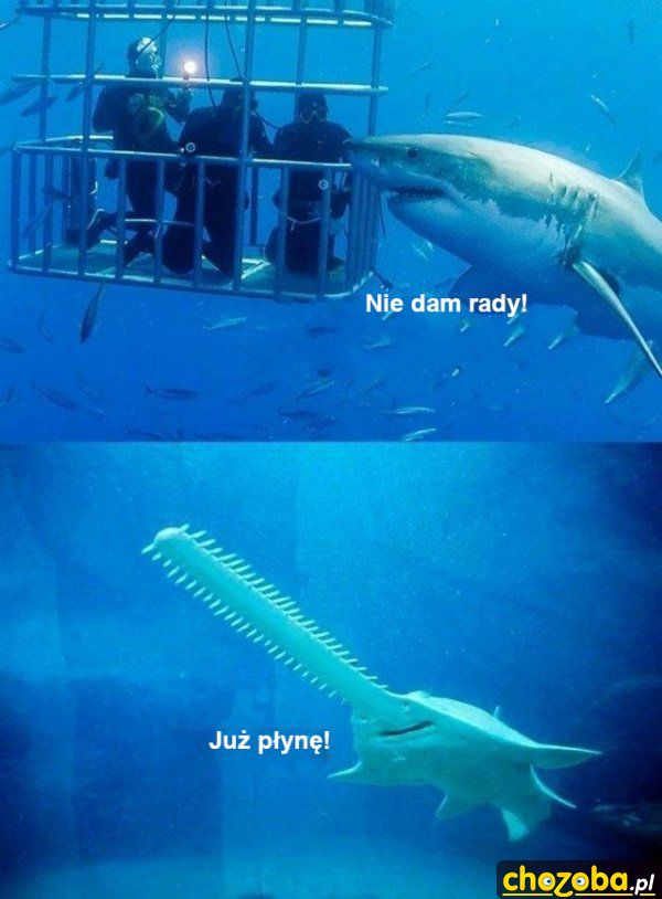 Pod wodą
