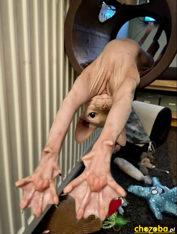 Kocie łapy