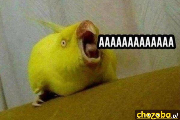 Aaaaaaaaa!