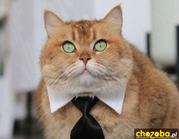 Elegancki kot