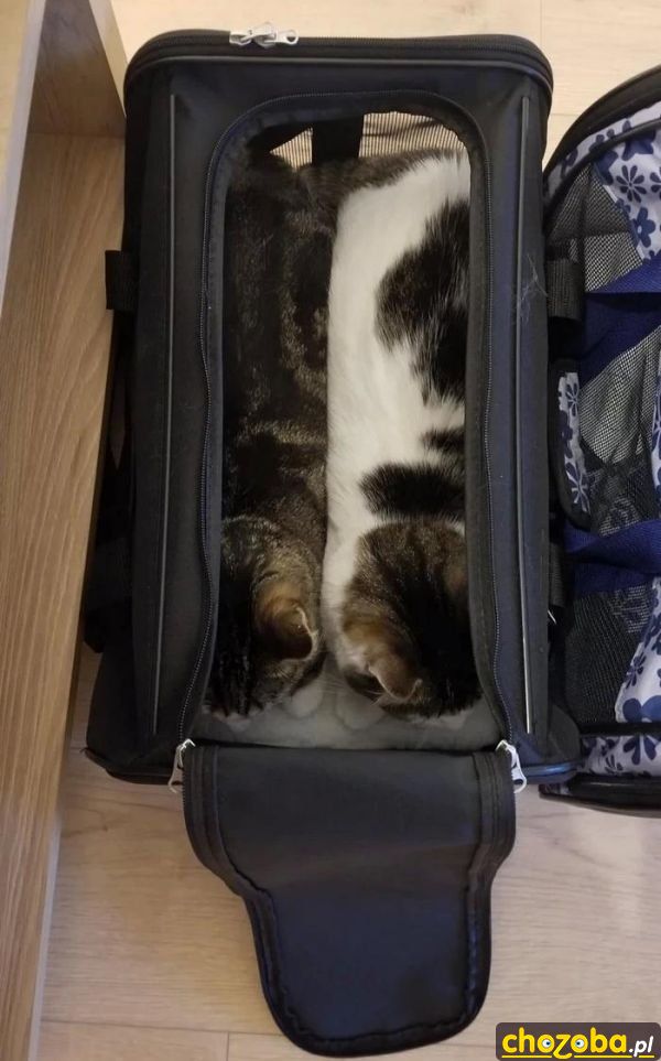 Dwupak