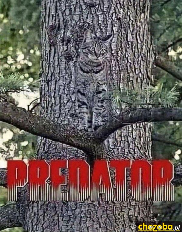 Kot Predator