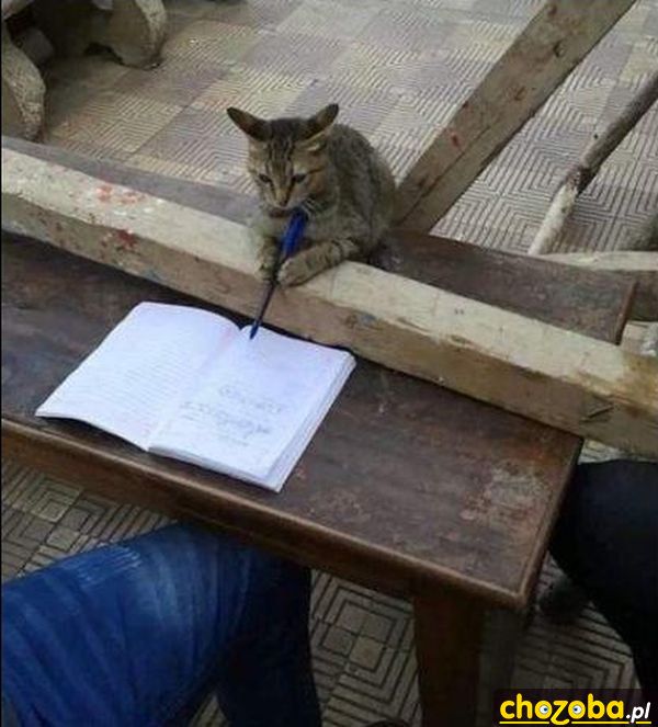 Kot odrabia lekcje