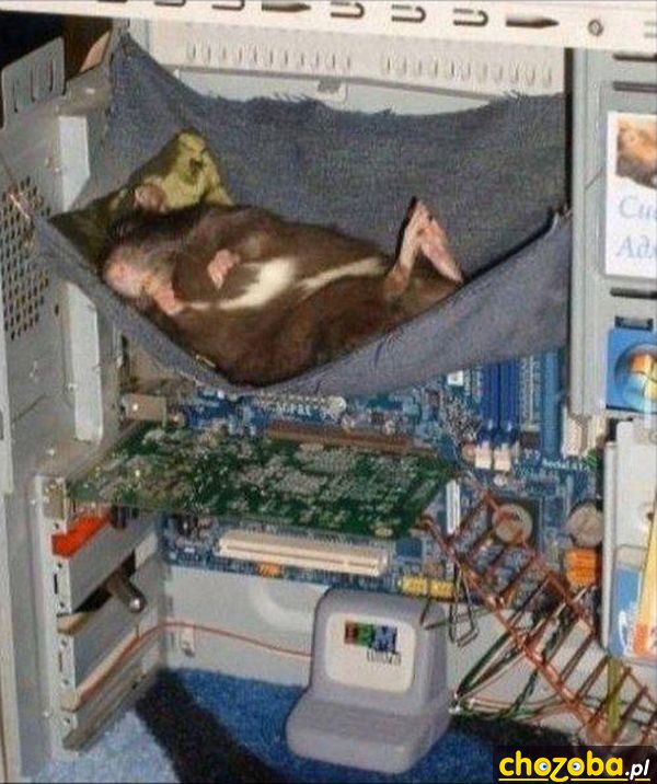 Szczur informatyka