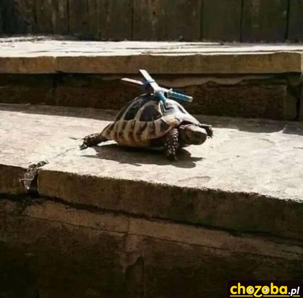 Żółw ninja